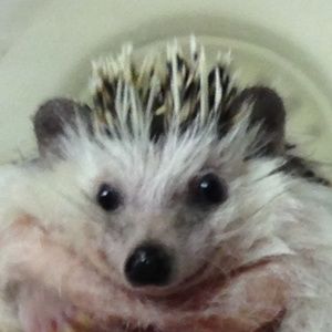 Meet your Posher, Donna